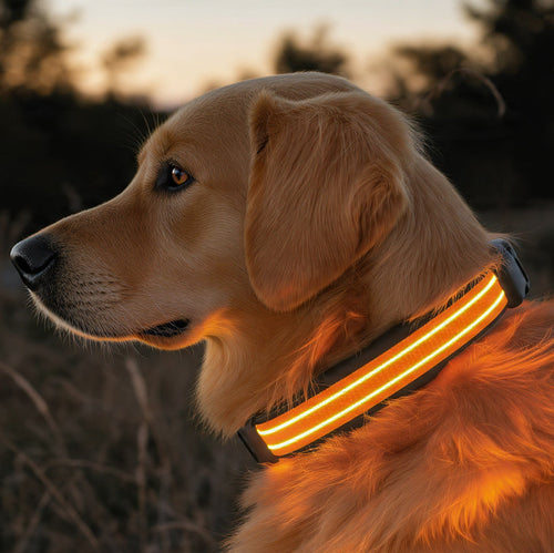 Collier LED lumineux chien PetsKissy